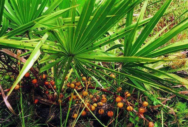 does-saw-palmetto-work-for-hair-loss-new-health-advisor